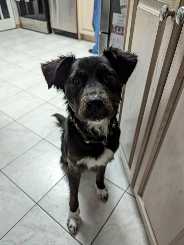 Mi rescate de refugio quiere decir ¡hola!