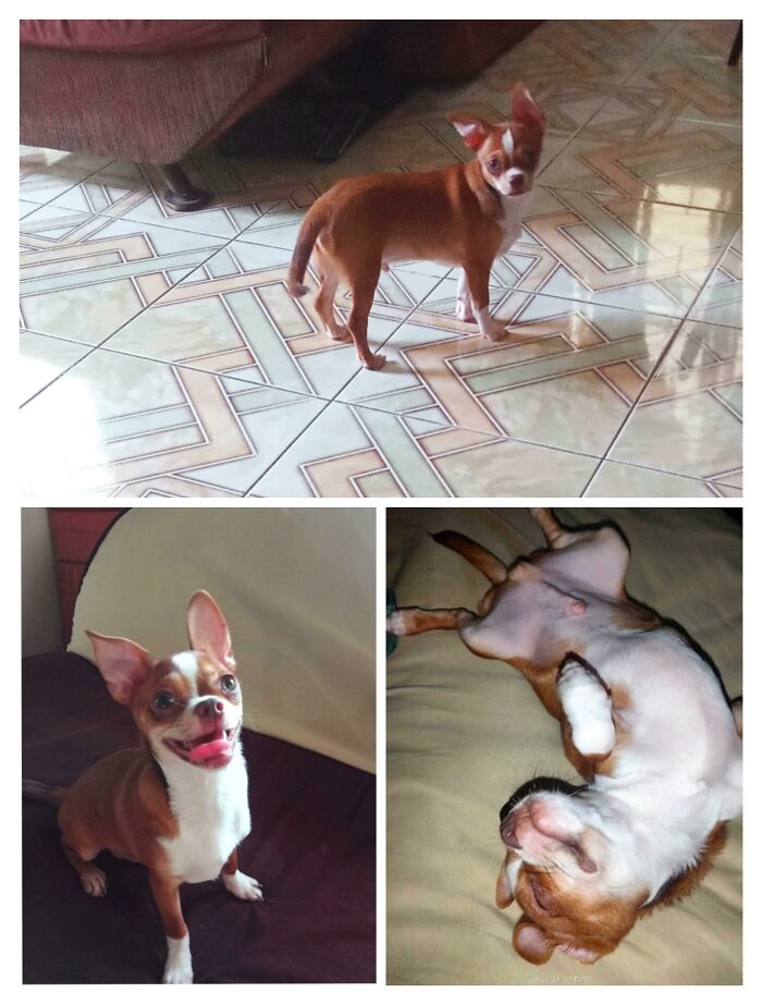 Una semana después de la adopción. (De un perrete tímido a un perrete sonriente y cómodo)