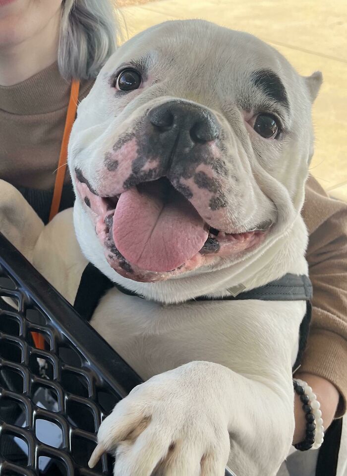 Adopté a este chico de la Sociedad Protectora de Animales. ¡La Navidad más feliz!