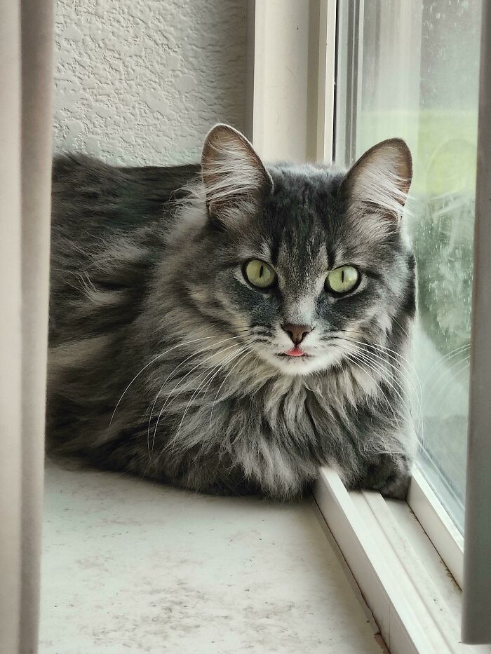 Esta es Cereza. Fue rescatada de un contenedor de basura