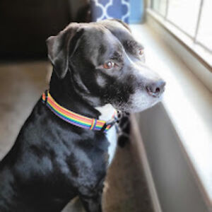 ronadadowdell-brewer avatar