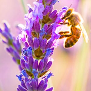 christieegendoerfer avatar