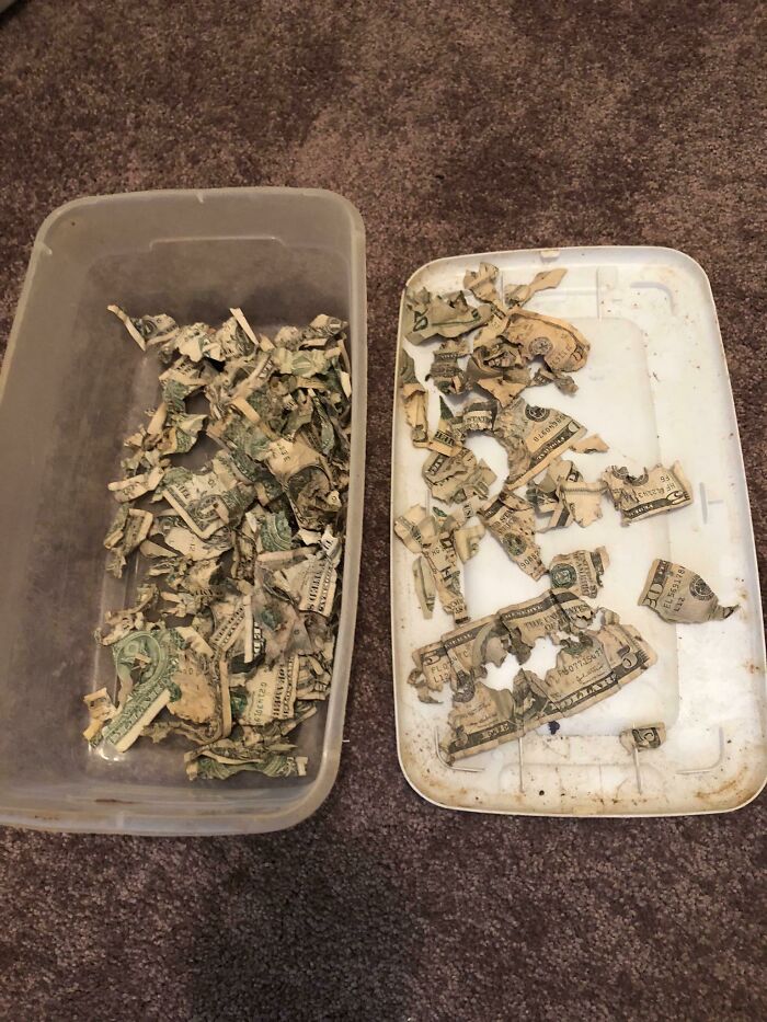 My Dog Found My Rainy-Day Stash And Ate It