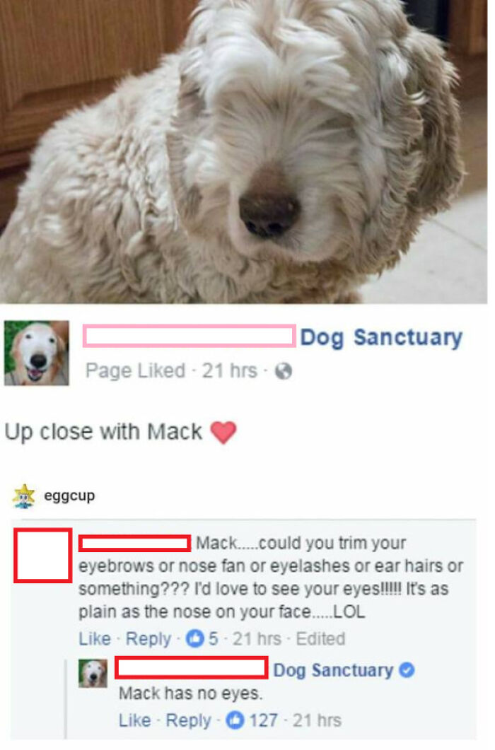Fluffy dog photo with humorous Facebook comments; a classic example of cringe pics.