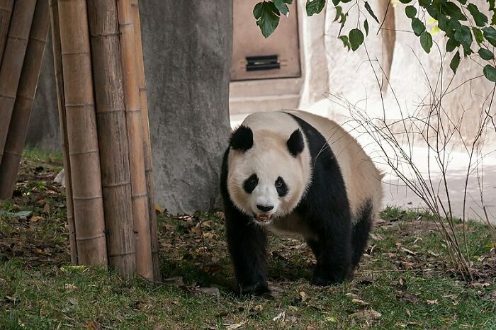 Panda walking 