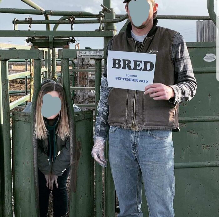 Man holding a "BRED" sign near a woman crouching in a cattle chute, creating a cringe-worthy photo moment.