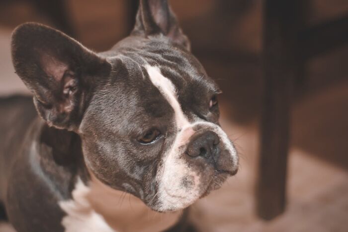 Black and white French Bulldog
