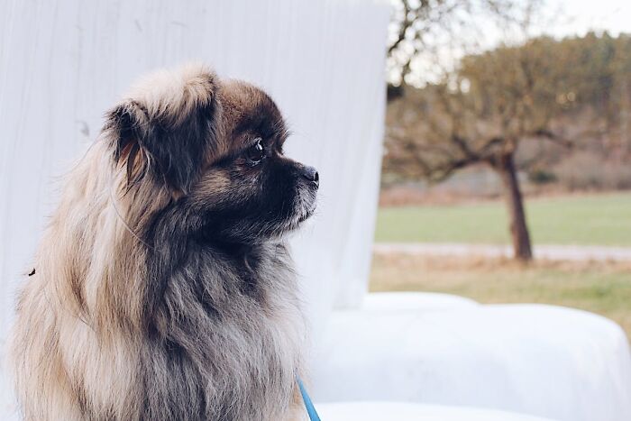 Pekingese wearing blue leash 