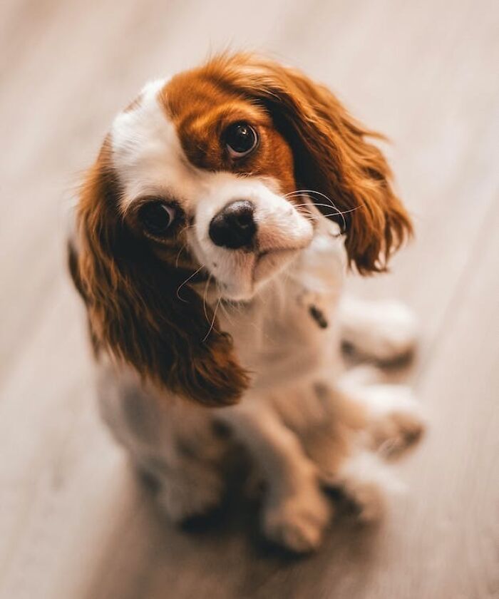 Cavalier King Charles Spaniels sitting on the floor 