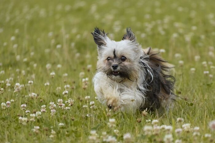 Havanese running 
