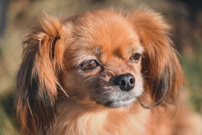 Orange Tibetan Spaniel