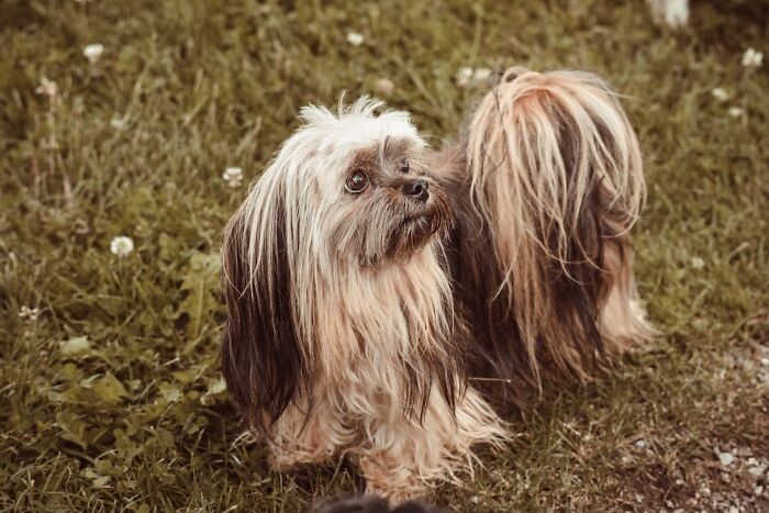 Lhasa Apso standing on the ground 
