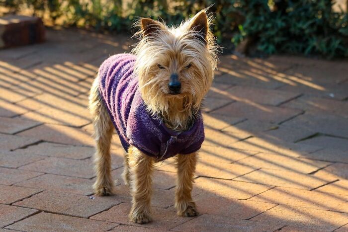 Australian Terrier wearing purple sweater 