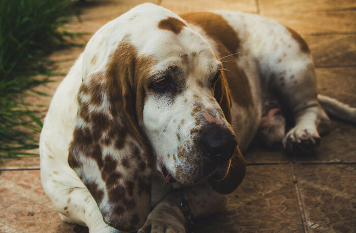 Basset Hound lying on the floor 