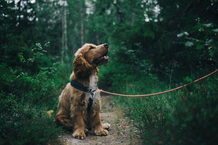Cocker spaniel on the leash 