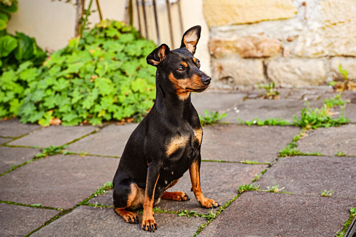 Miniature Pinscher sitting on the ground 