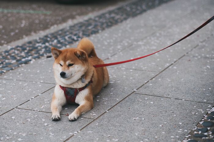 Shiba Inu on the leash sitting on the ground 