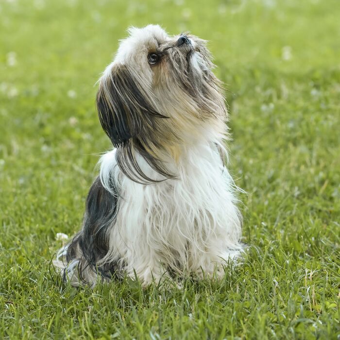 Shih Tzu sitting on the grass 