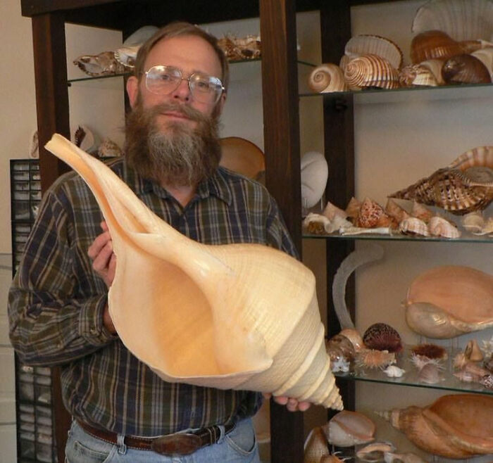 Australian Trumpet Or False Trumpet, Is A Species Of Extremely Large Sea Snail Measuring Up To 91 Cm Long And Weighing Up To 18 Kg