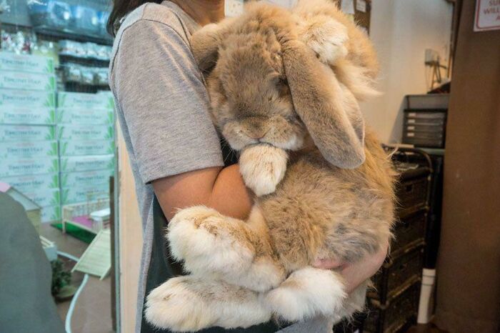 French Big Lop Rabbit