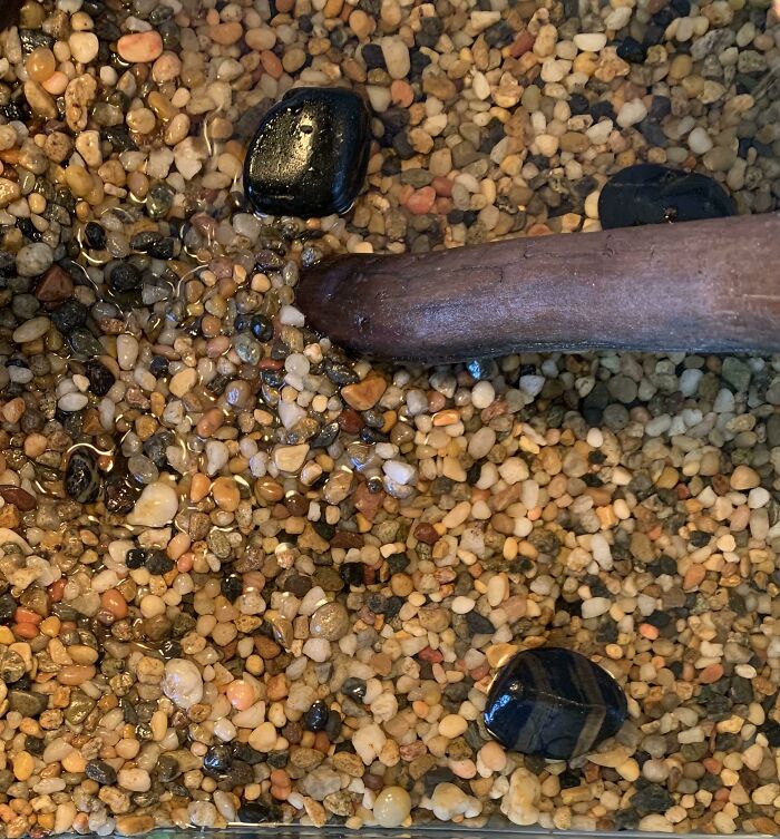 A camouflaged crayfish blending perfectly among small wet pebbles and dark stones in shallow water.