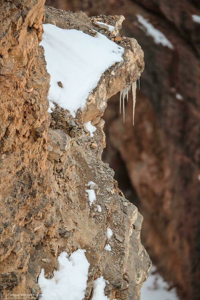 Mountain lion perfectly camouflaged against rocky cliff with patches of snow and icicles blending into the background.