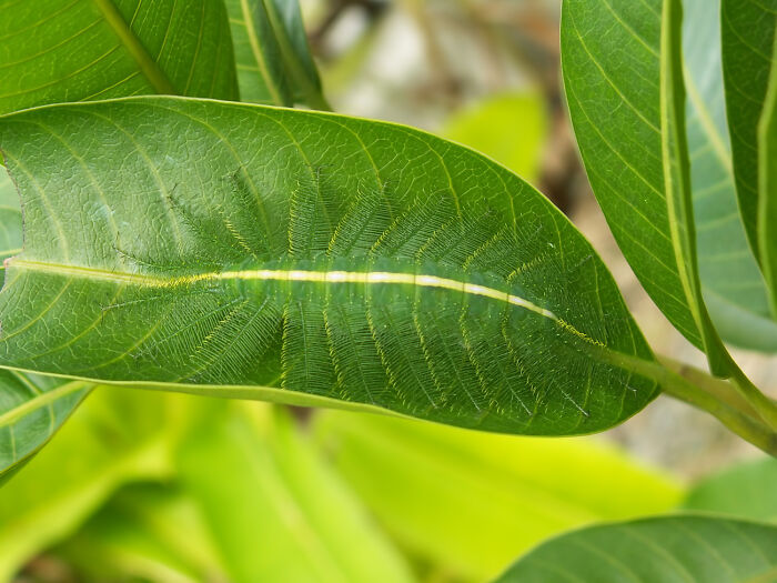 Perfectly camouflaged transparent insect blending seamlessly with green leaf, illustrating nature's impressive camouflage skills.