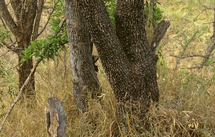 Tree trunk perfectly camouflaged among dry grass and other trees, blending into the natural outdoor environment.