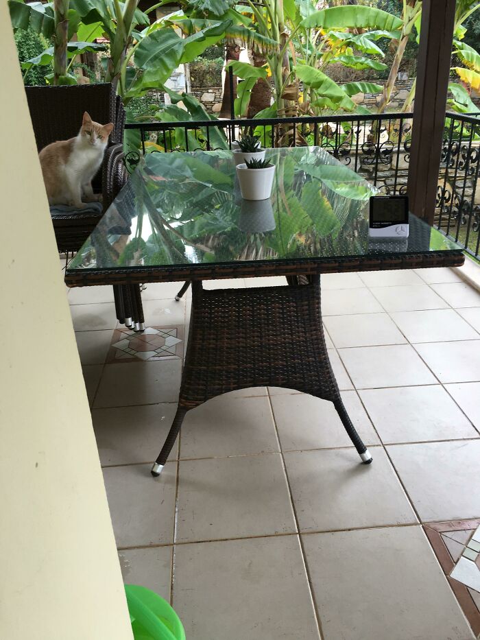 Cat camouflaged on a chair blending into a glass table reflection with plants and tiles in the background.