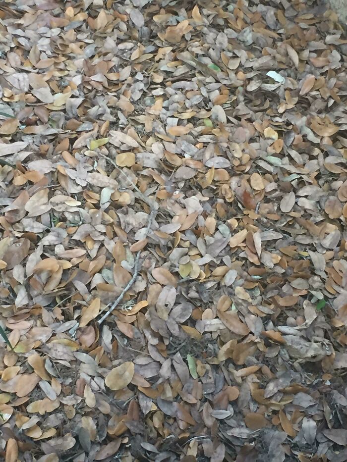 Camouflaged animal blending with fallen dry leaves, example of perfectly hidden things that are hard to find.