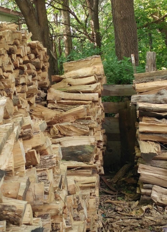 Stacked firewood in a forest setting with a perfectly camouflaged animal blending into the natural wood and foliage.