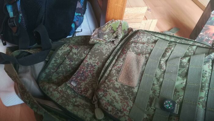 Chameleon perfectly camouflaged on a military-style backpack blending with the digital camouflage pattern indoors.