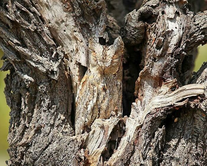 Owl perfectly camouflaged against tree bark blending seamlessly with natural textures and colors.