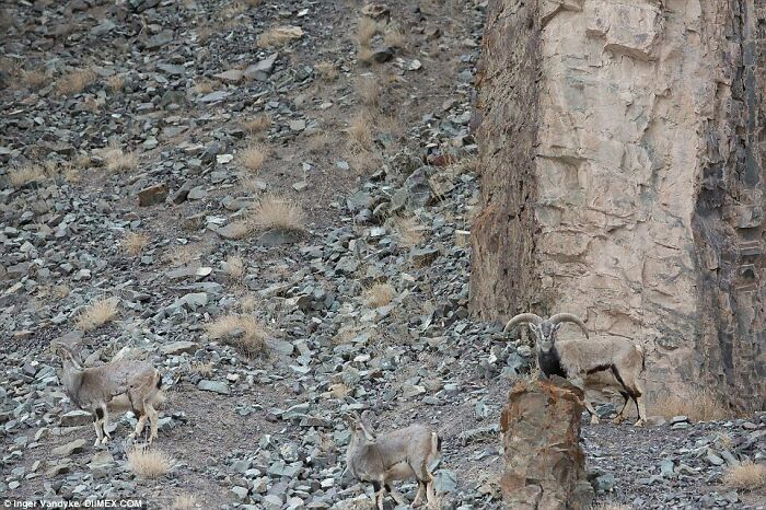 Three camouflaged mountain goats blending into rocky terrain with sparse dry grass near a large cliff face.