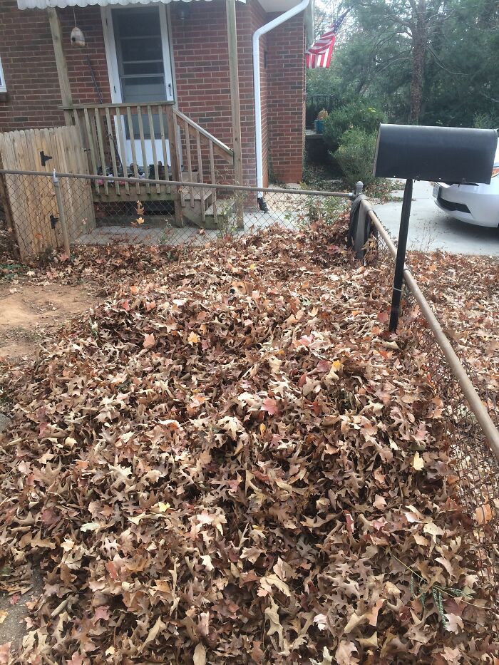 Dog perfectly camouflaged in a large pile of autumn leaves in a backyard, blending with the surroundings.