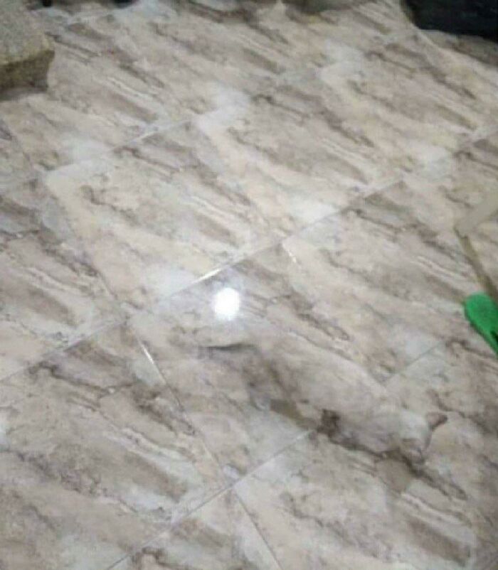 Cat perfectly camouflaged on tiled floor with matching pattern, blending in and hard to find at first glance.