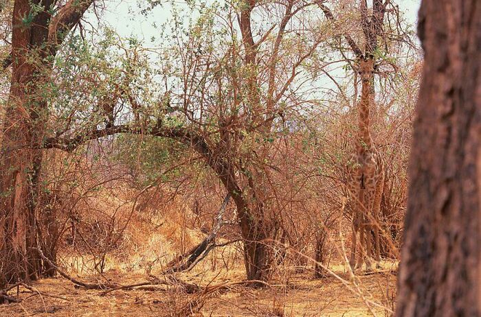 A giraffe perfectly camouflaged among dry trees and bushes, blending into the natural environment.