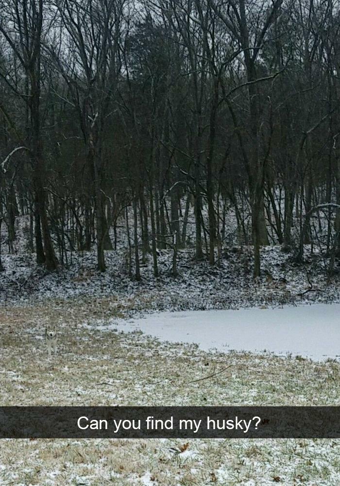 Husky perfectly camouflaged in snowy forest, blending with the ground and trees in a challenging hidden scene.