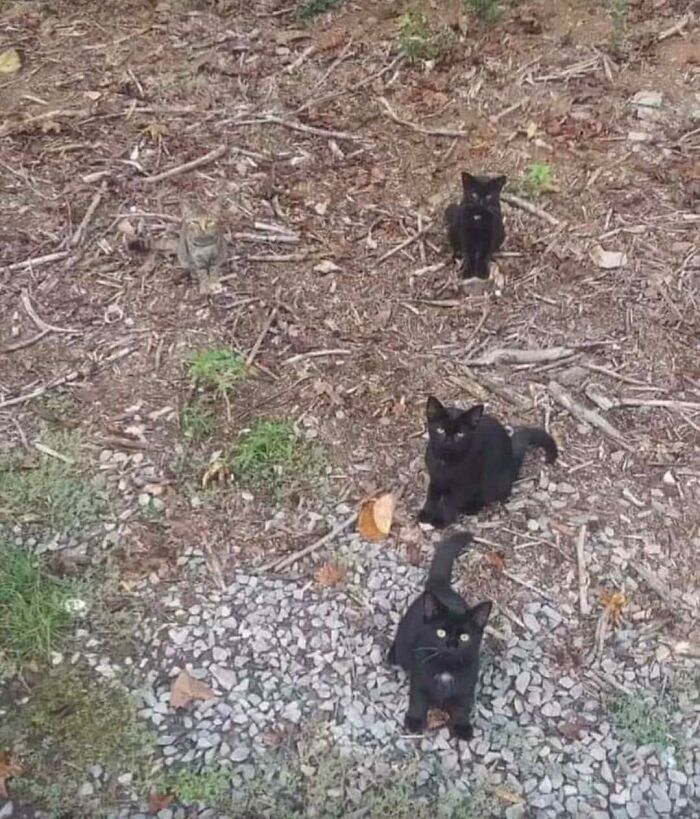 Four cats blending into a brown and rocky ground, showcasing perfectly camouflaged animals in natural surroundings.