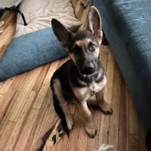 kennedyturpen8 avatar