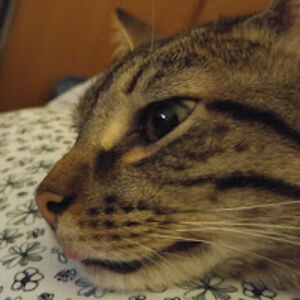 rachelwrwiggly avatar