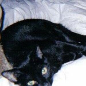 dthelen_10128 avatar