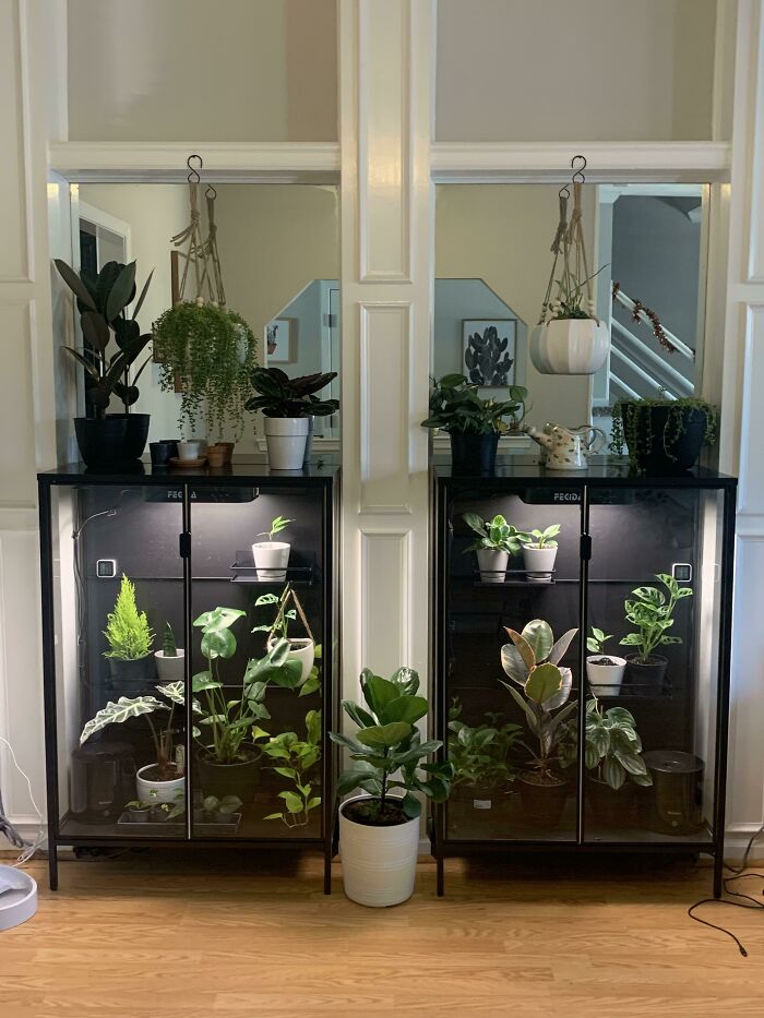 Our IKEA Rudsta Cabinet Greenhouse After Three Months Progress
