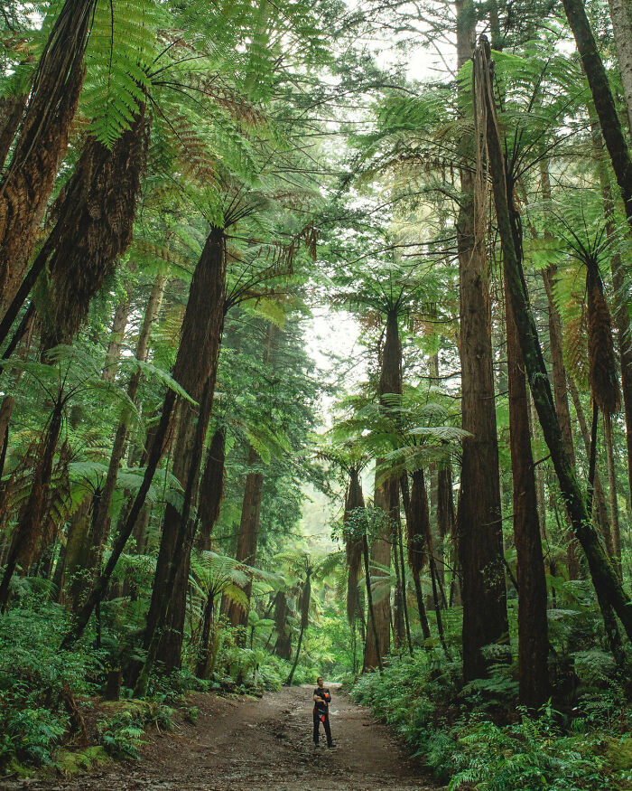 The Size Of My Wife Compared To New Zealand Tree Ferns