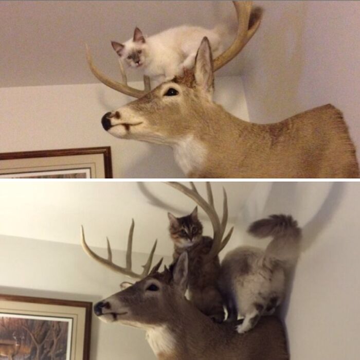 10 Months Ago My Parents Rescued A Ragdoll Kitten Who Was Scared But Loved Going On The Deer Head