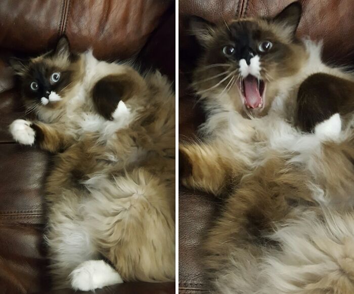 My Ragdoll Has A Meowstache