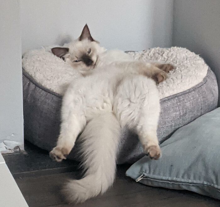 My Raggie Is Not The Most Elegant