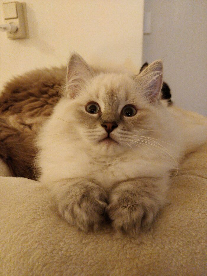 Cat lying down with its hands stretched forward