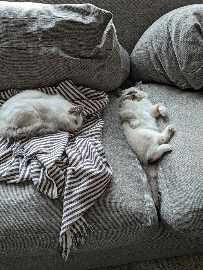 Is Sleeping Like This A Ragdoll Thing? None Of My Other Cats Have Ever Slept In Their Backs Like These Two Will Do