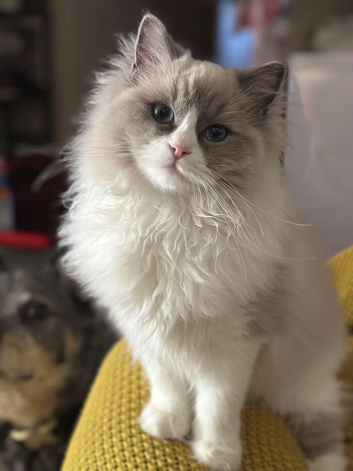 Fluffy beautiful ragdoll cat